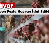 Yayılıyor: 400 Binden Fazla Hayvan İtlaf Edildi