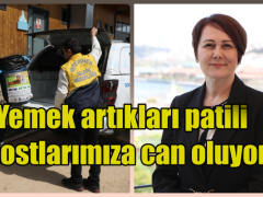 Yemek artıkları patili dostlarımıza can oluyor